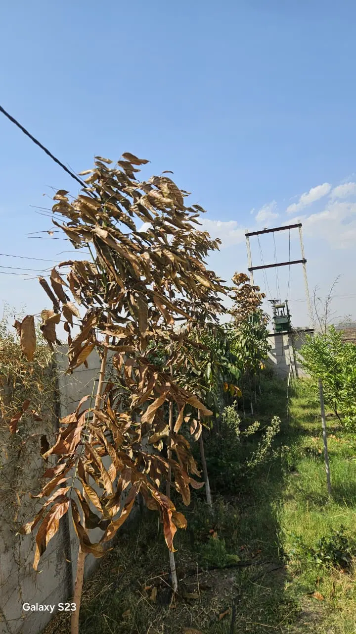 A row of boundary trees with leaves turned uniformly crinkled and brown, tubewell structure in the distance