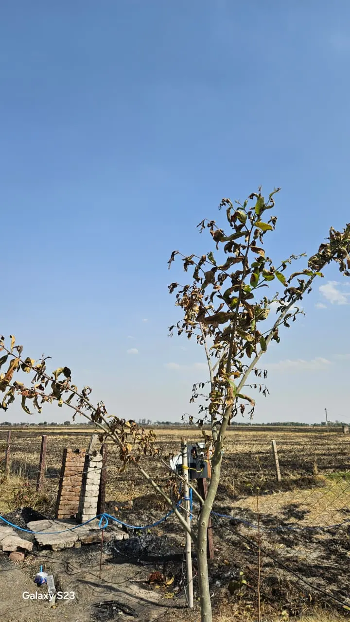 A young tree with browned leaves standing beside the boundary fence, with the black scorched neighbouring field stretching beyond