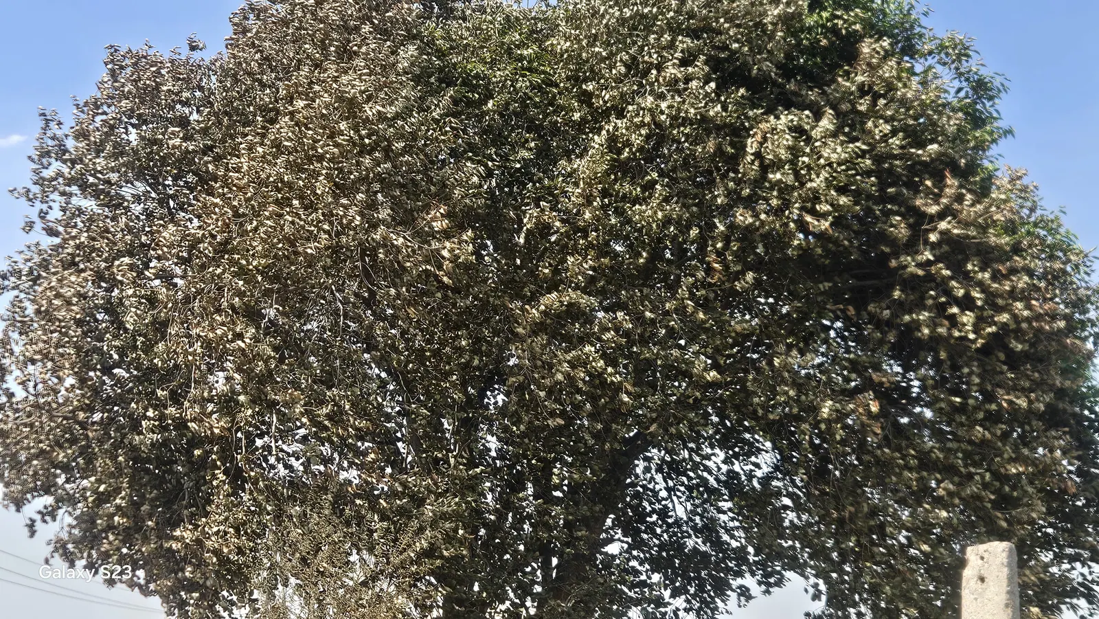 The canopy of one of our oldest Jamun trees with most of its leaves turned brown and crinkled from the heat