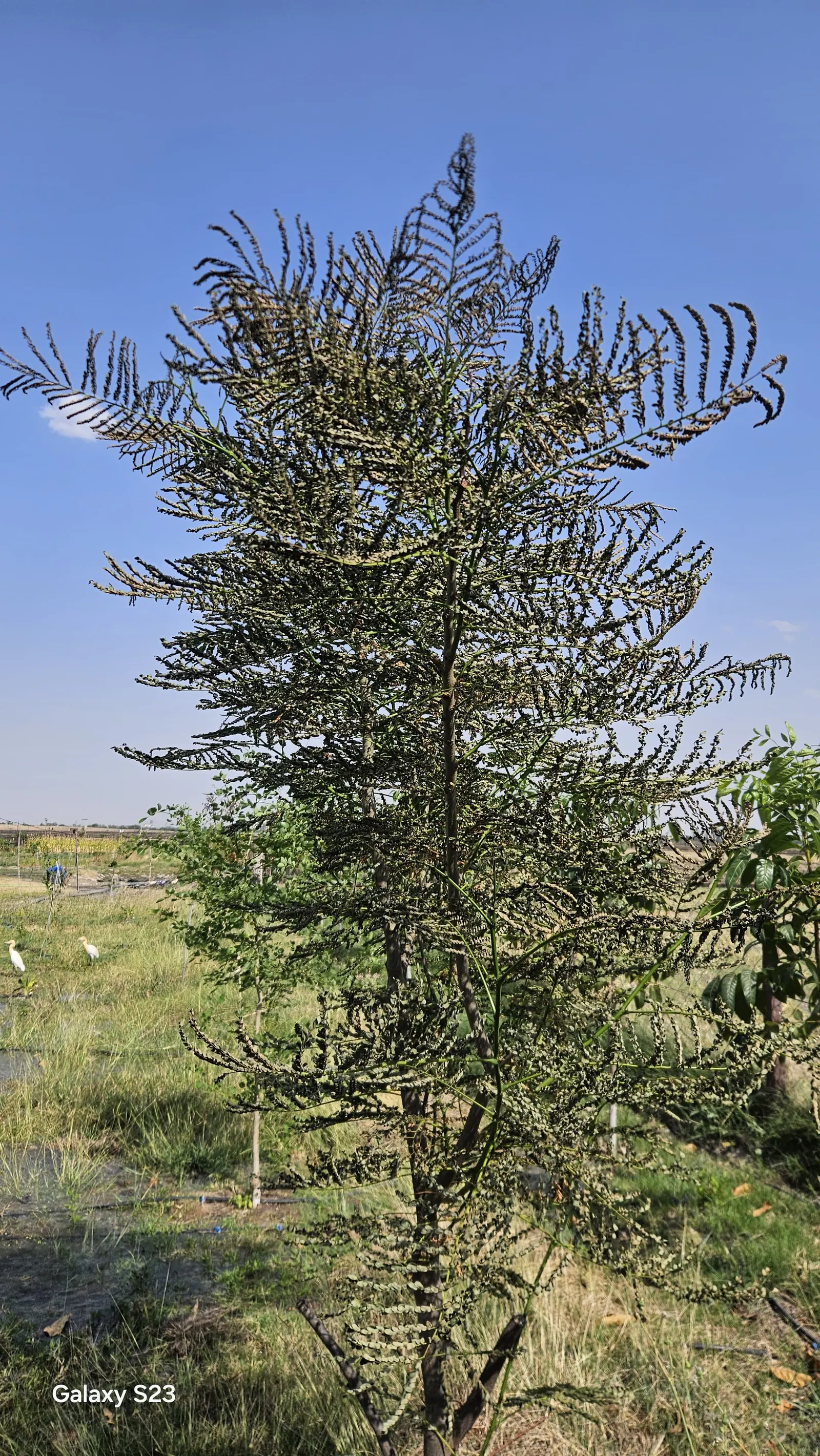 A young feathery-leafed tree with all its foliage blackened from heat exposure