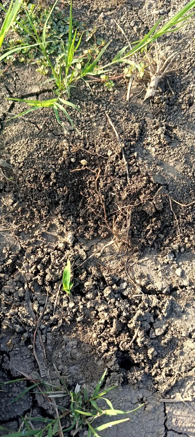Soil with patches of grass and weeds, the bare parts cracked and crusted