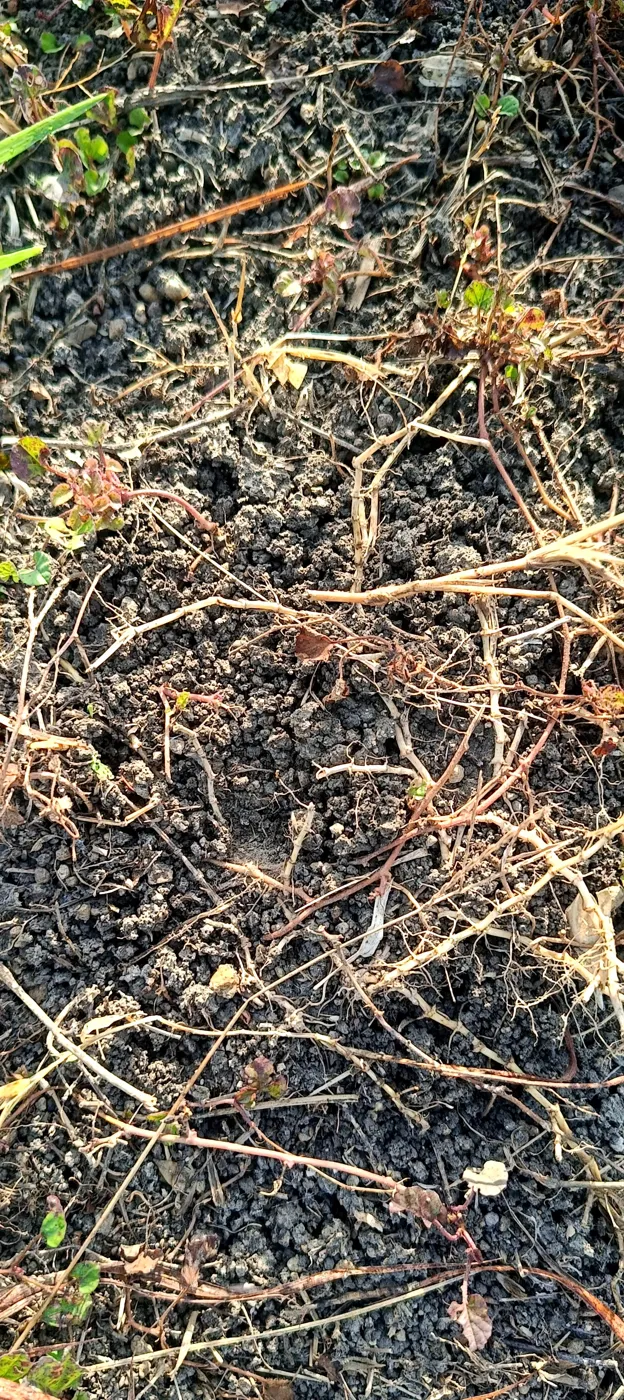 Dark, crumbly soil covered with roots, runners and decomposing stems at Kovana Natural Farm