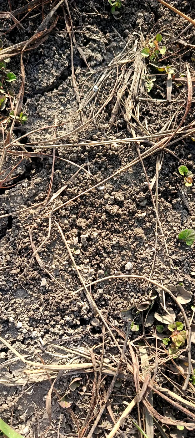 Lighter grey soil under a thin layer of dry grass mulch