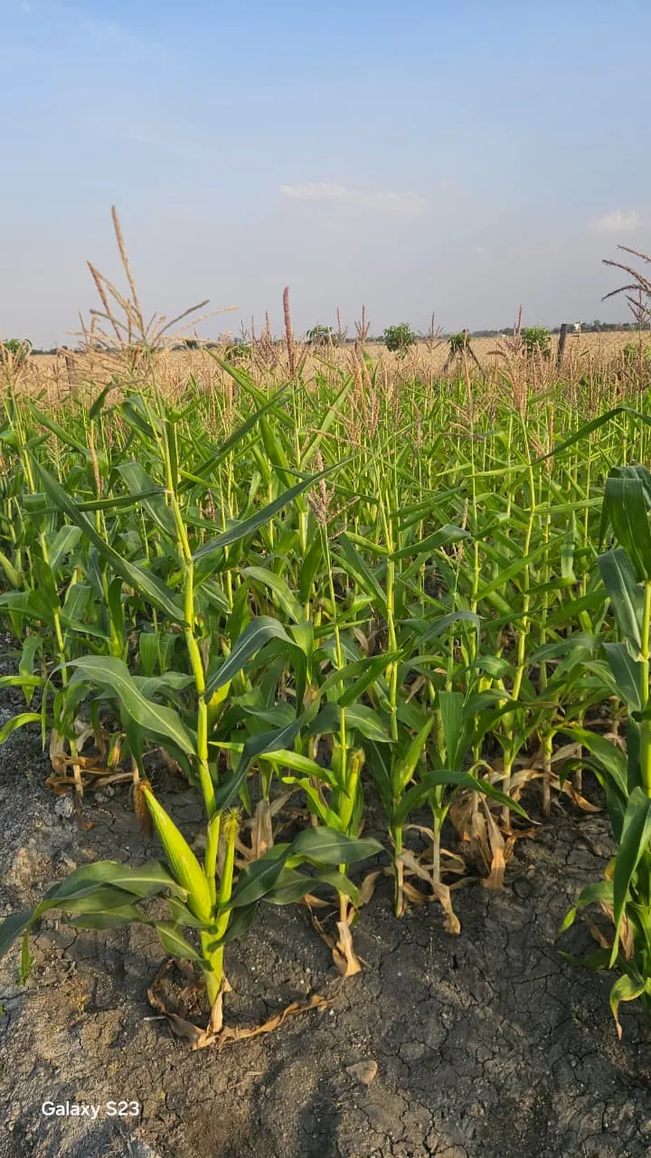 First corn on the farm