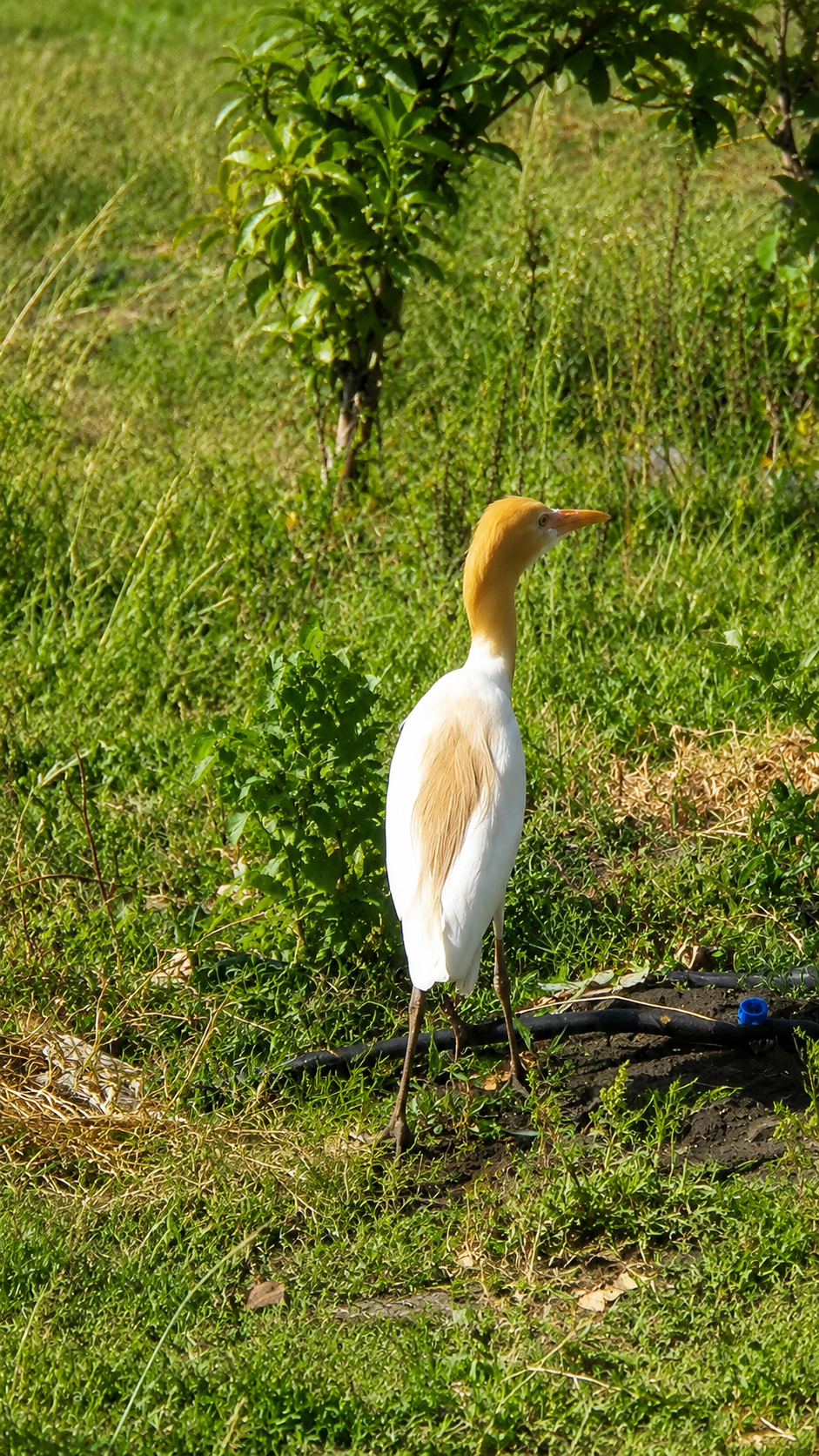 Cattle Egret in breeding plumage standing near drip irrigation lines at Kota Natural Farm