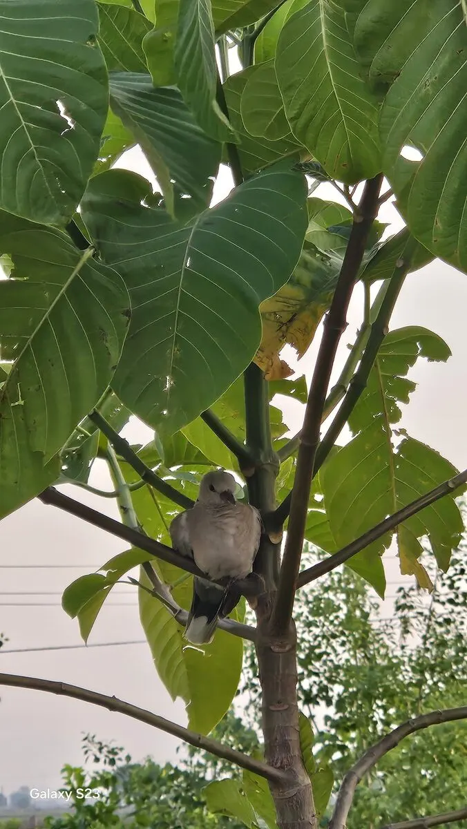 Eurasian Collared Dove perched in a tree at Kota Natural Farm