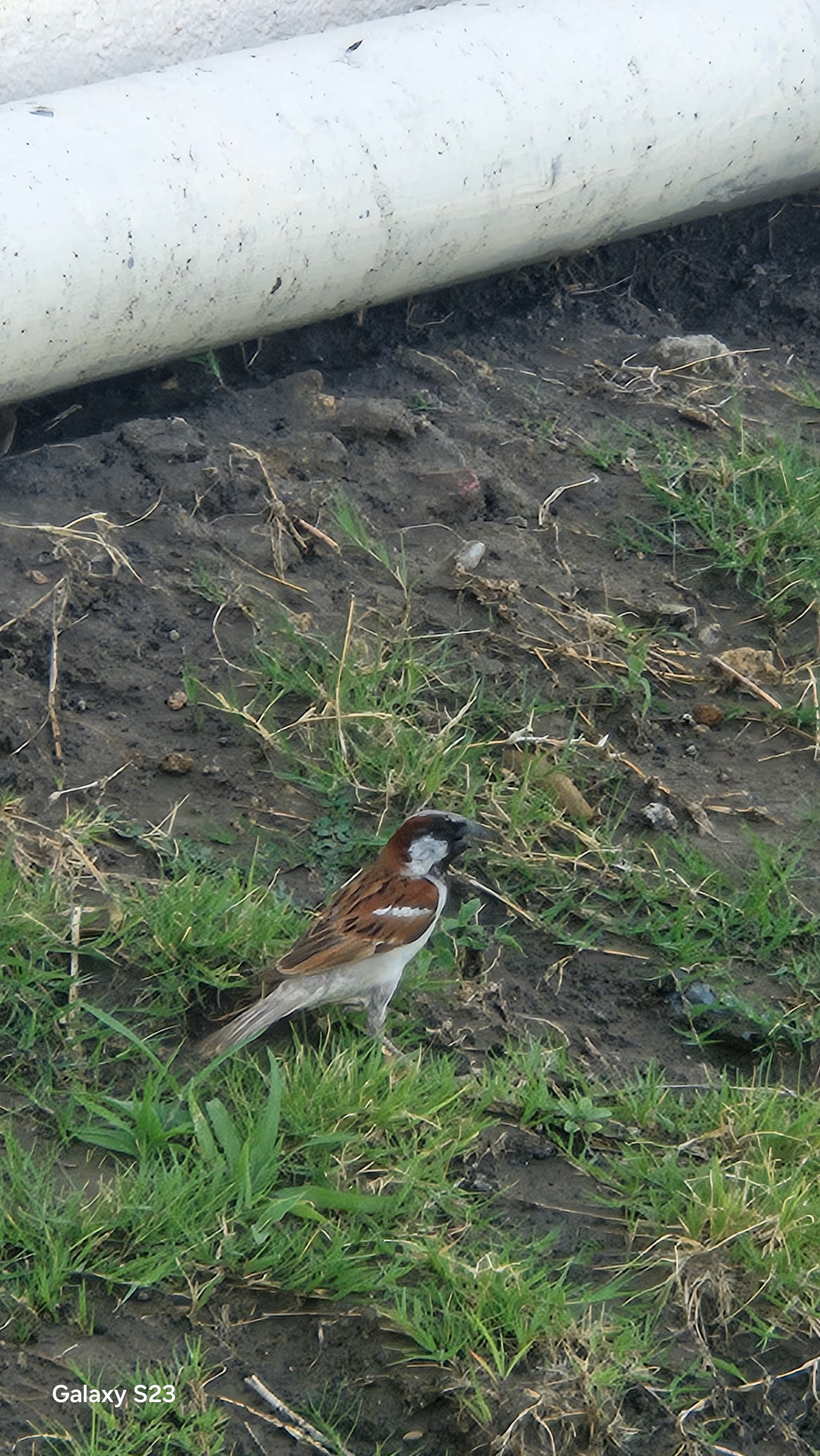 House Sparrow foraging near irrigation pipes at Kota Natural Farm