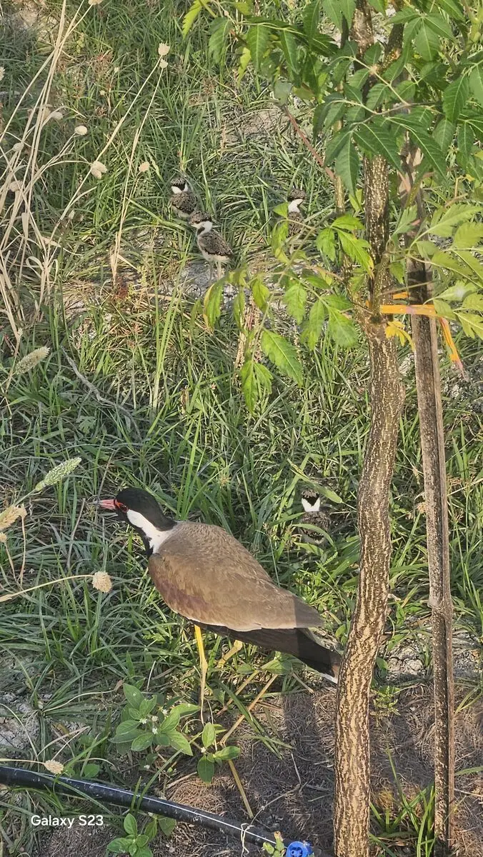 Red-wattled Lapwing with three chicks beside a young tree at Kota Natural Farm
