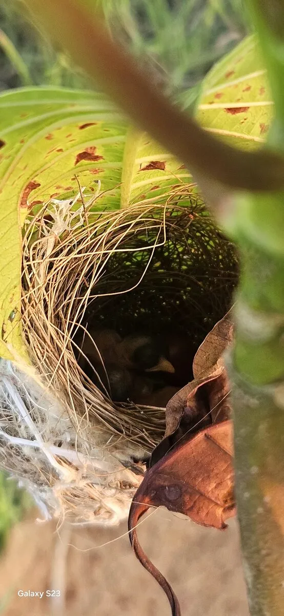Common Tailorbird nest stitched inside a curled leaf, with chicks visible inside