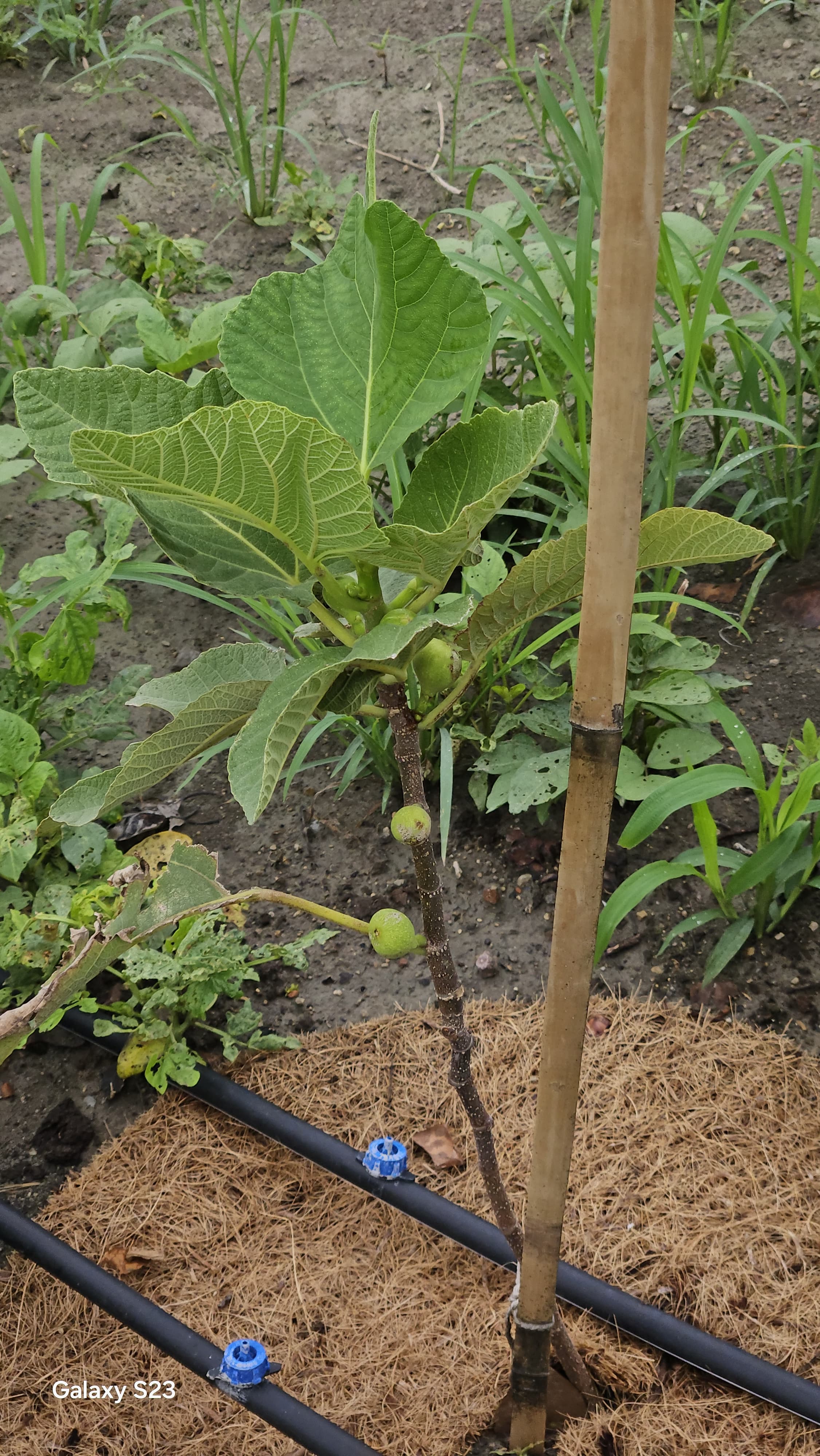 Blue drip emitters at the base of a fig plant with coir mulch