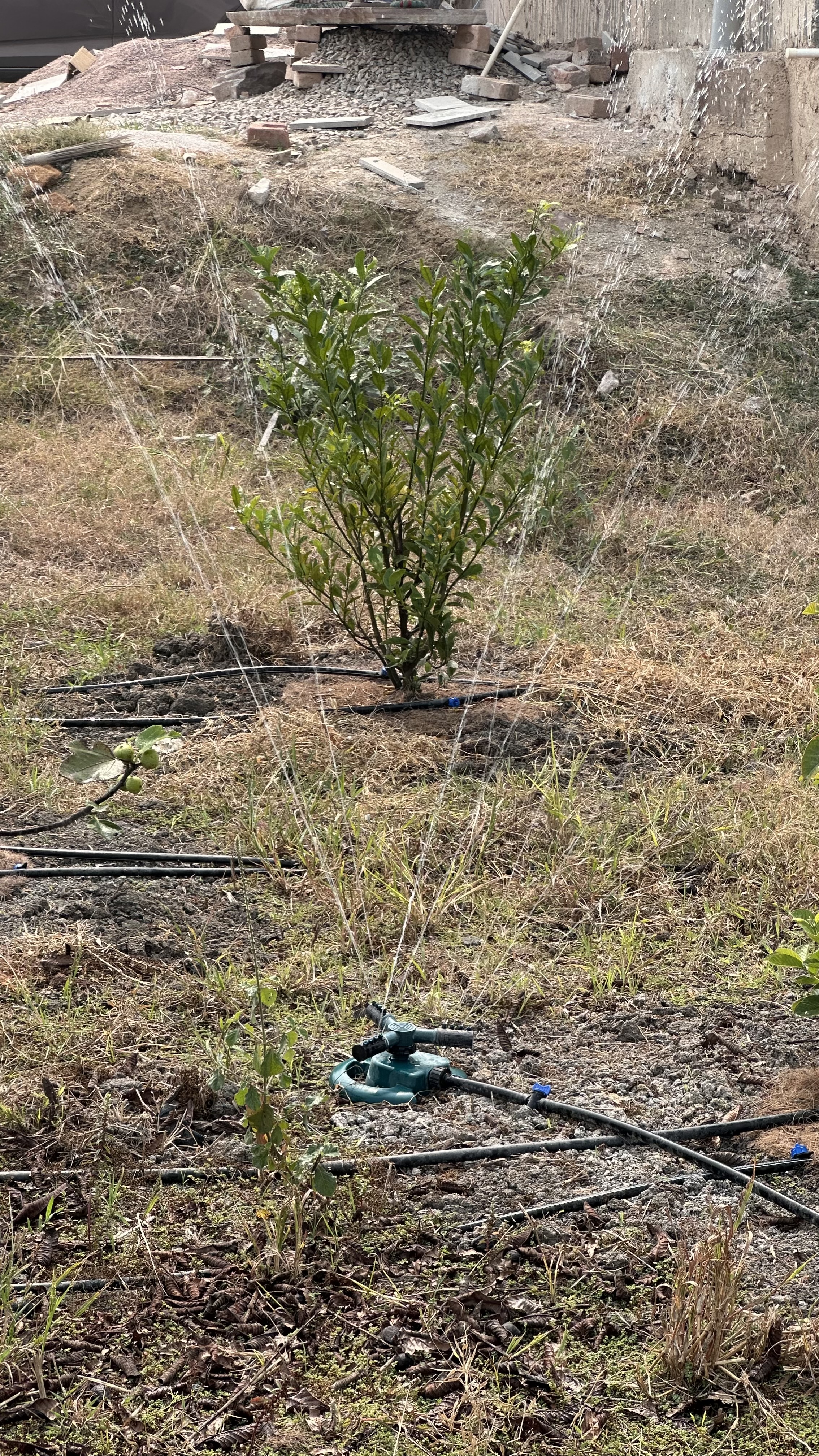 Micro-sprinkler watering a young tree