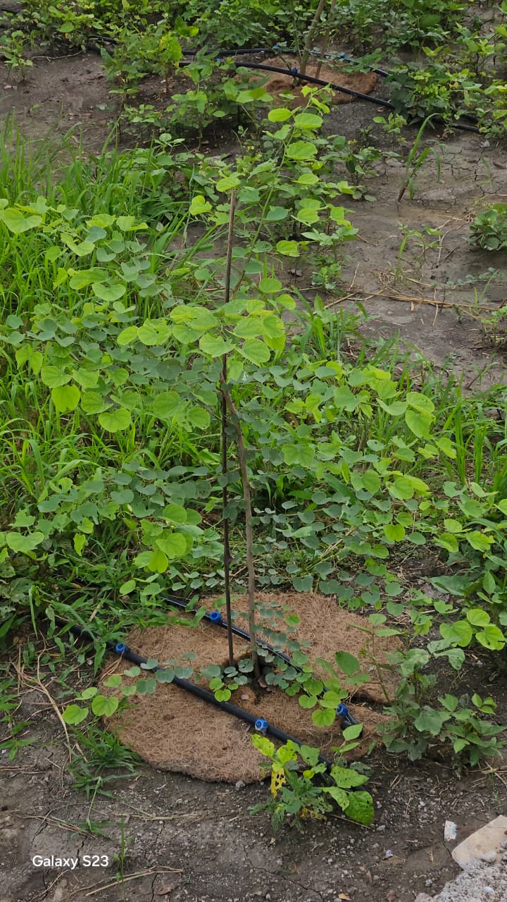 Young sapling surrounded by living ground cover plants acting as natural mulch
