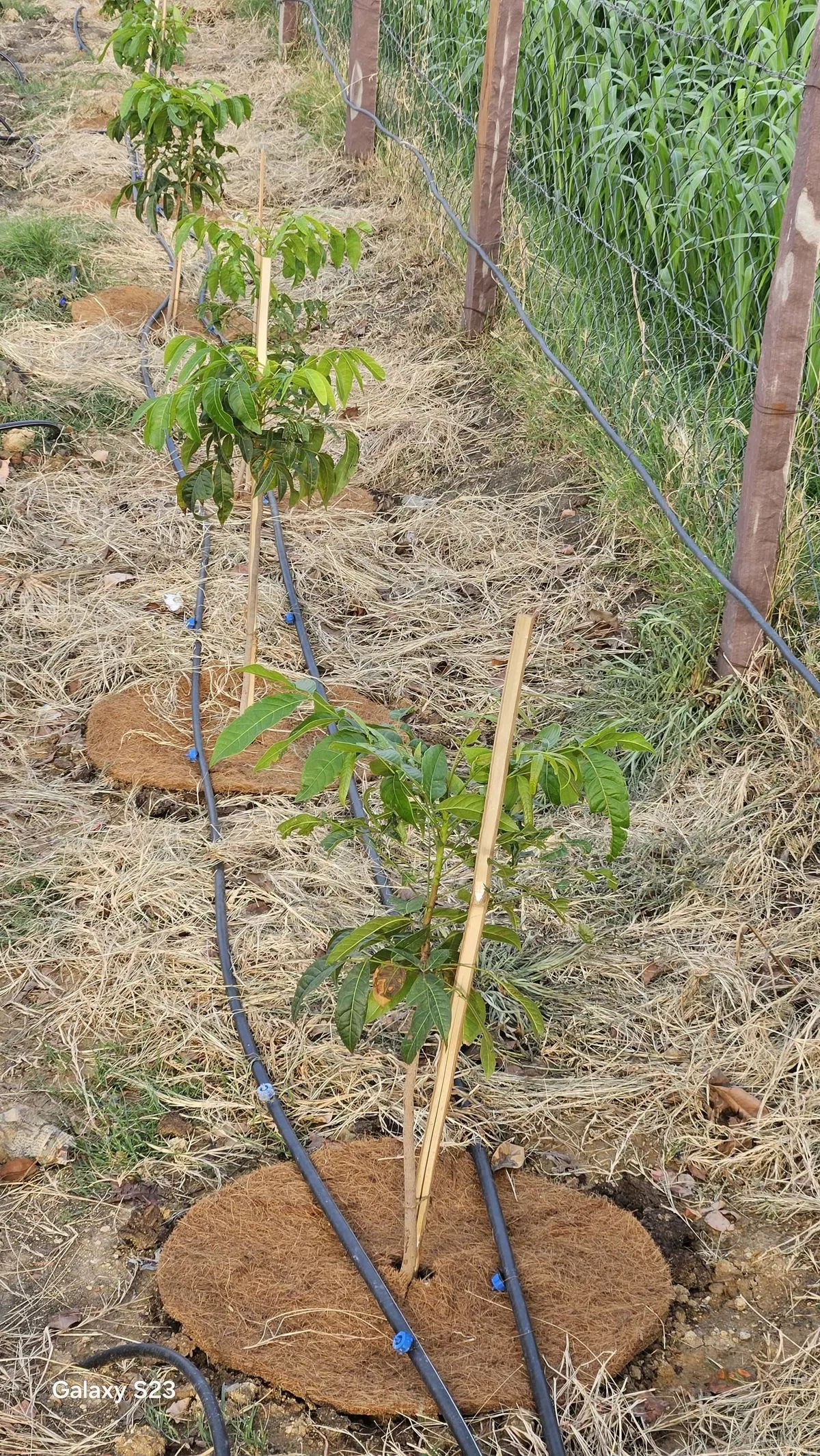 Coir pith rings around young saplings with drip irrigation lines