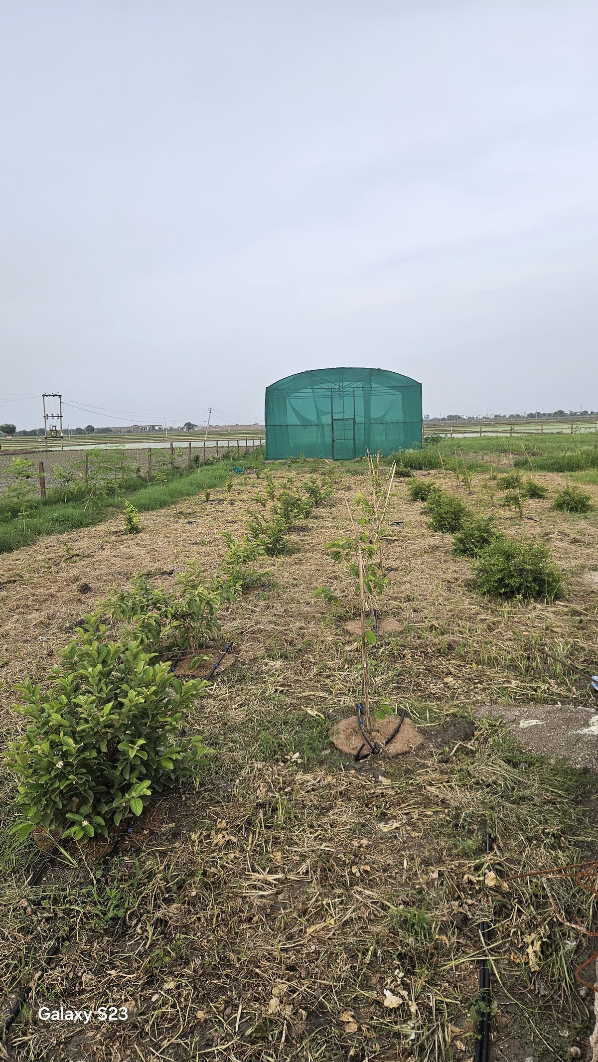 Straw mulch covering soil at Kota Natural Farm