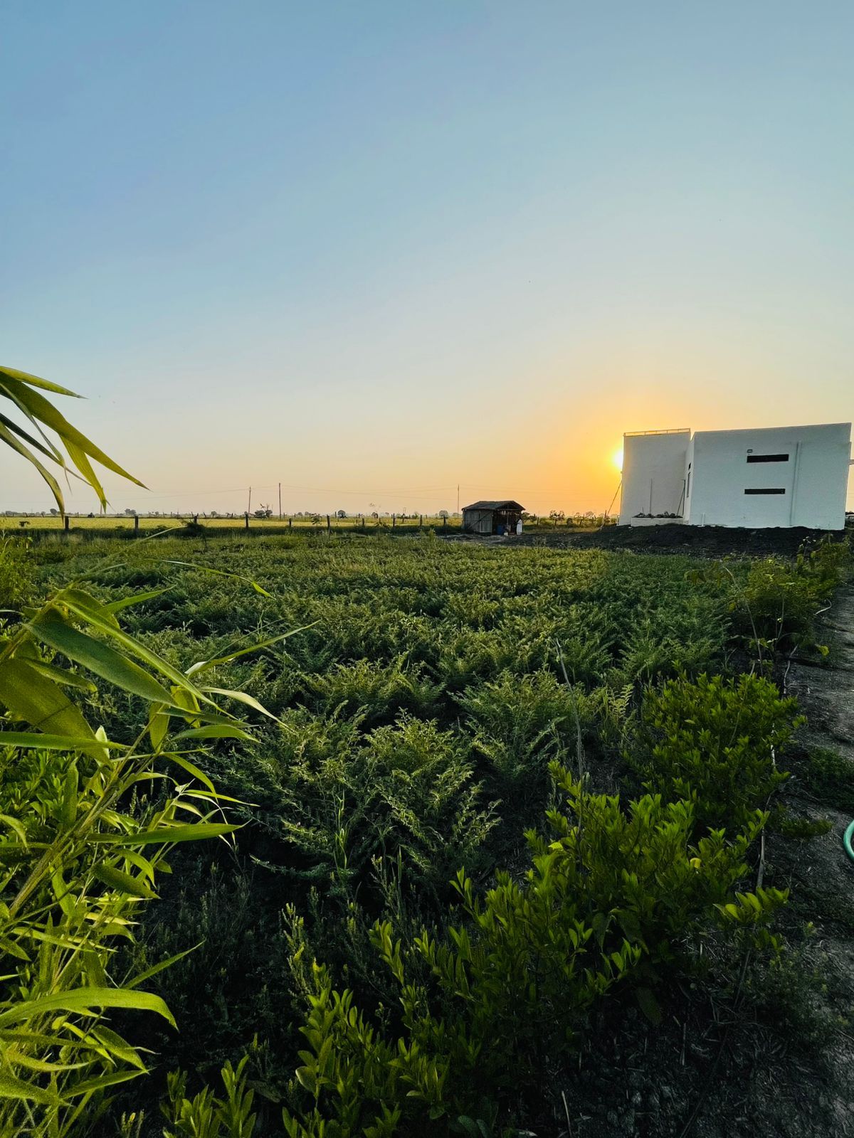 Golden hour over the farm — crops glowing in the evening light